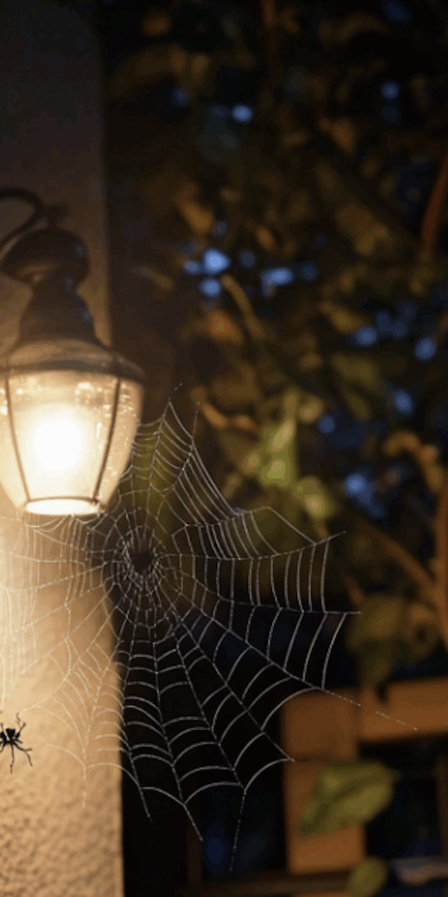 Spiders are mostly drawn to two things: food and shelter.
