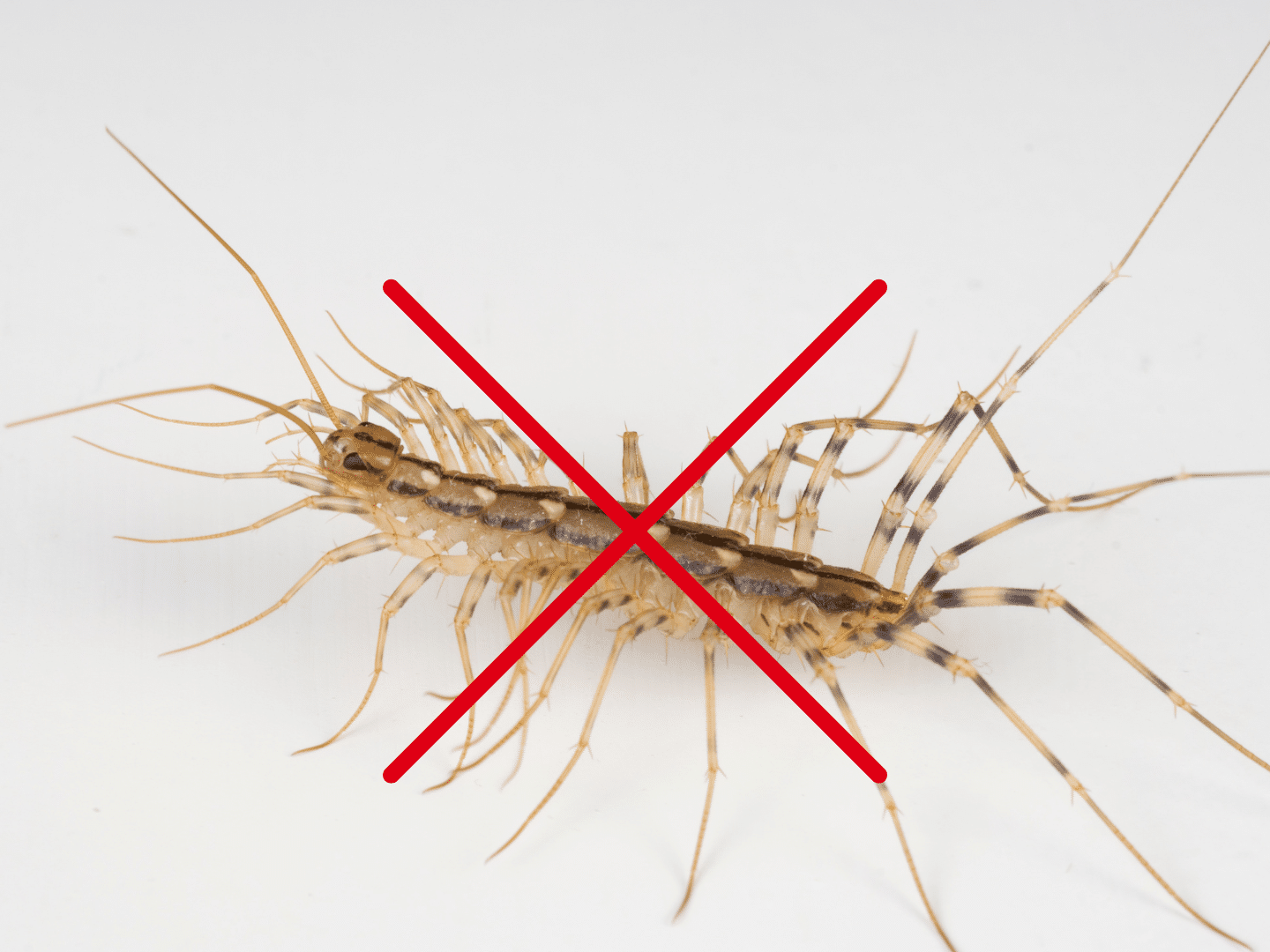 ouse centipede is a species of centipede that is commonly found in damp, cool places
