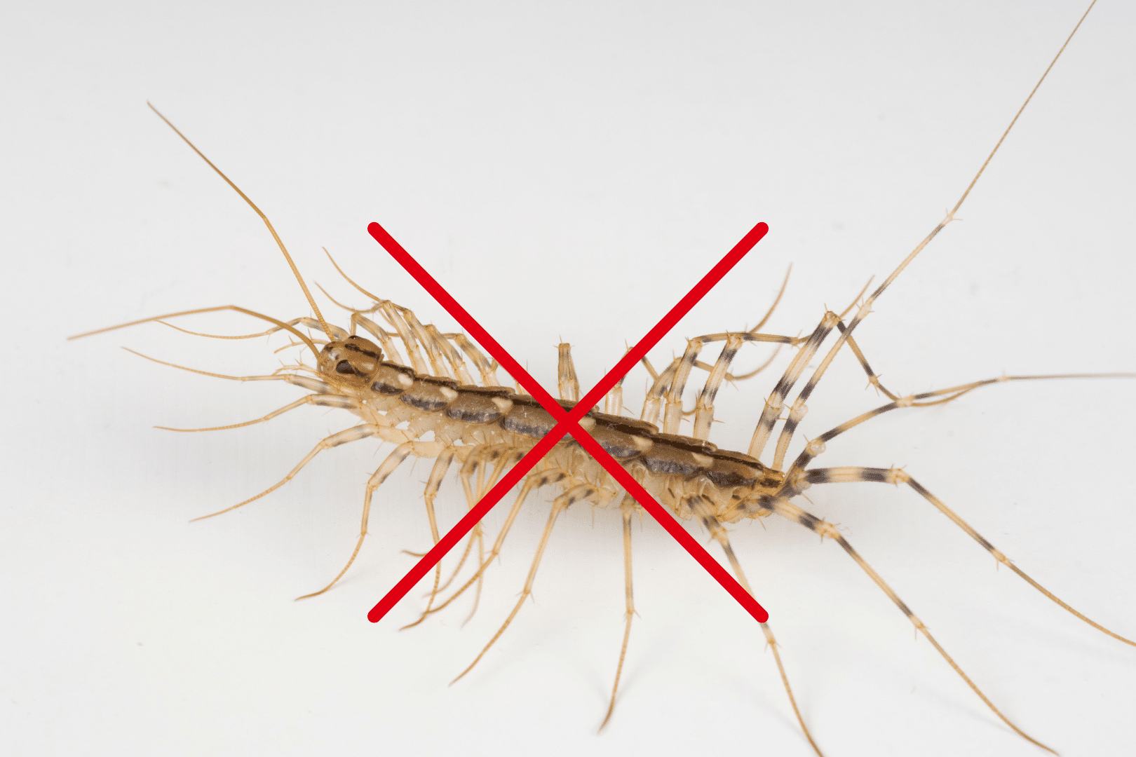 ouse centipede is a species of centipede that is commonly found in damp, cool places