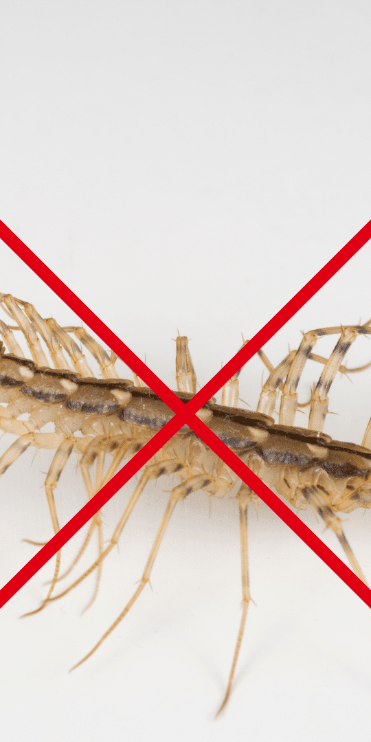 ouse centipede is a species of centipede that is commonly found in damp, cool places