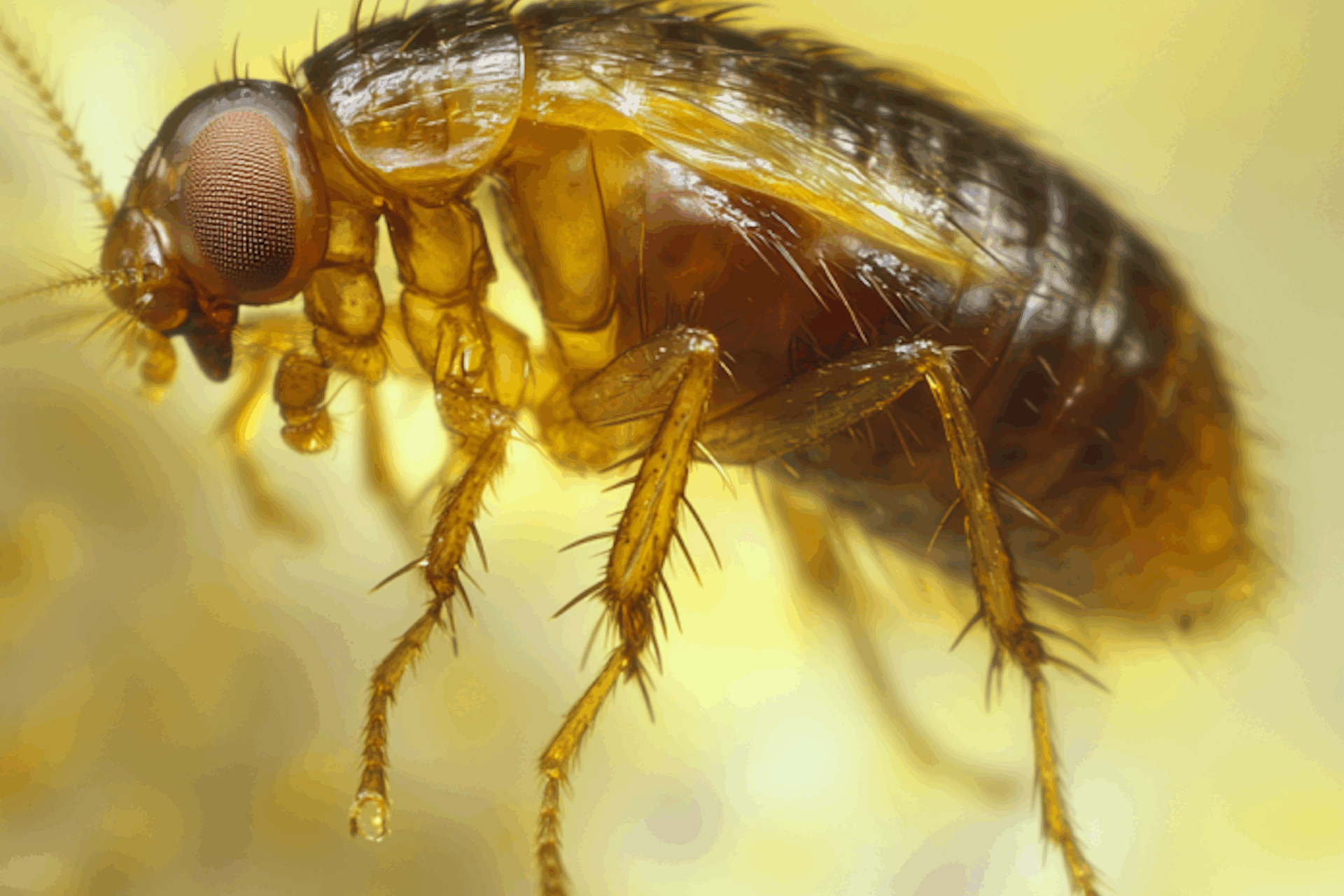 9 Bugs That Are Often Confused With Bed Bugs