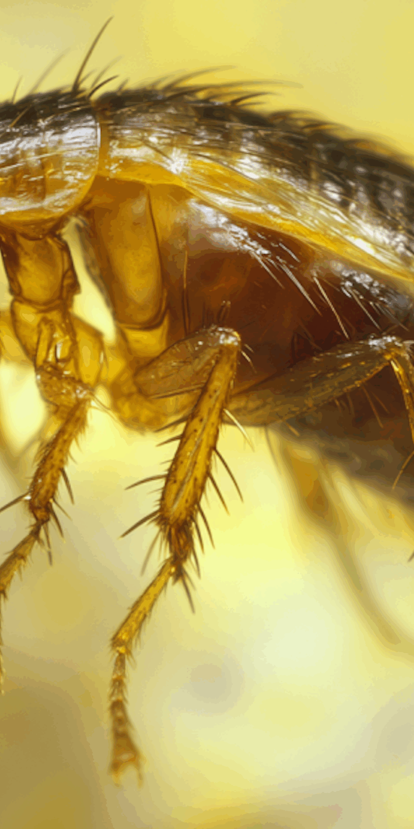 9 Bugs That Are Often Confused With Bed Bugs