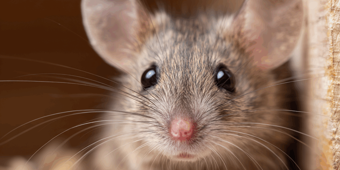 How Common Are Rodents in Allentown? How to Get Rid of Rodents