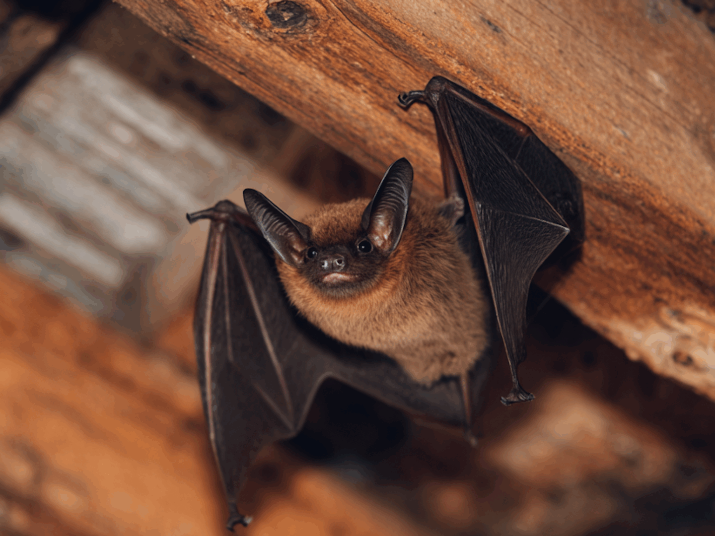 Bat Exclusion in Allentown: What Homeowners Need to Know