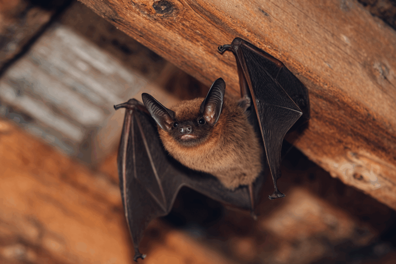 Bat Exclusion in Allentown: What Homeowners Need to Know