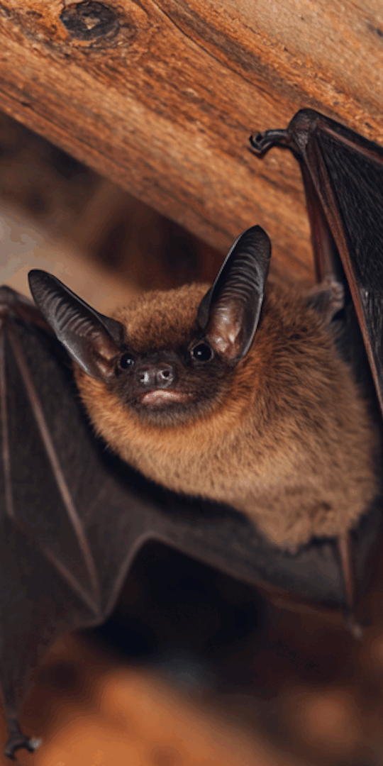 Bat Exclusion in Allentown: What Homeowners Need to Know