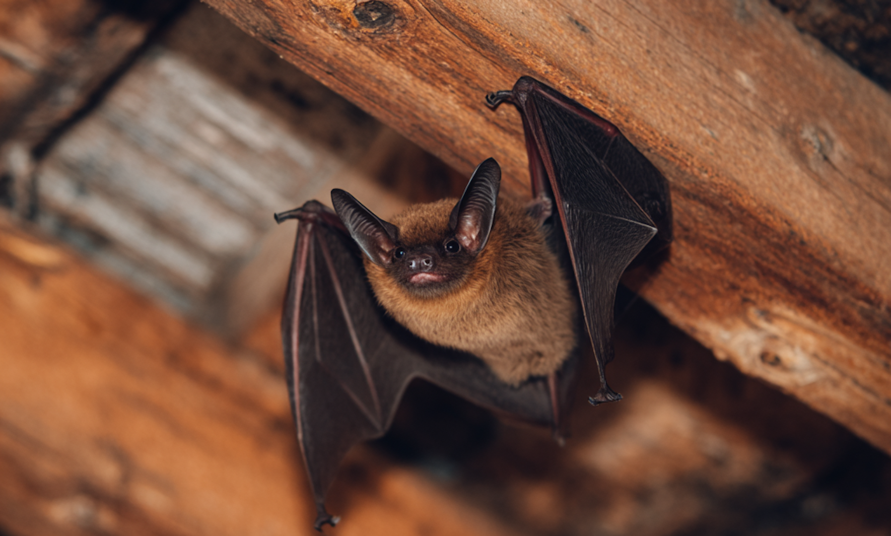 Bat Exclusion in Allentown: What Homeowners Need to Know