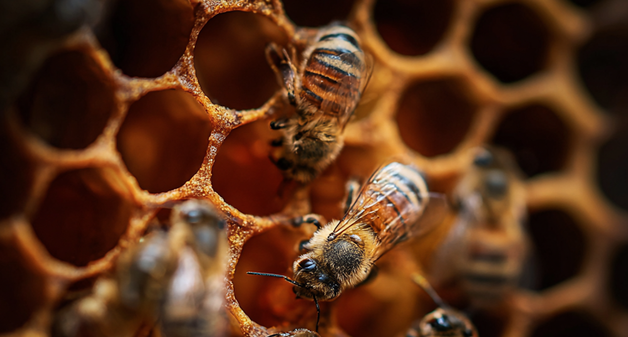 How to Get Rid of Bees Without Killing Them in Allentown