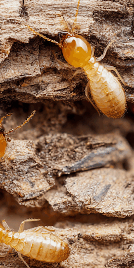 Top 5 Best Termite Treatments Available in the Lehigh Valley