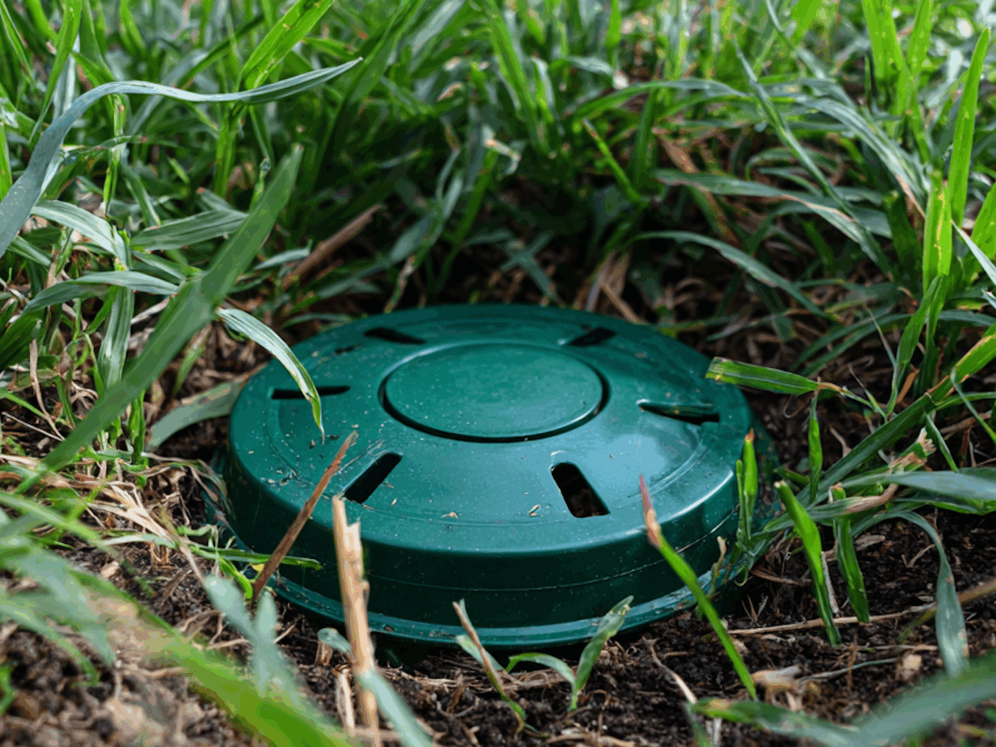 Are Termite Bait Stations Worth the Price?