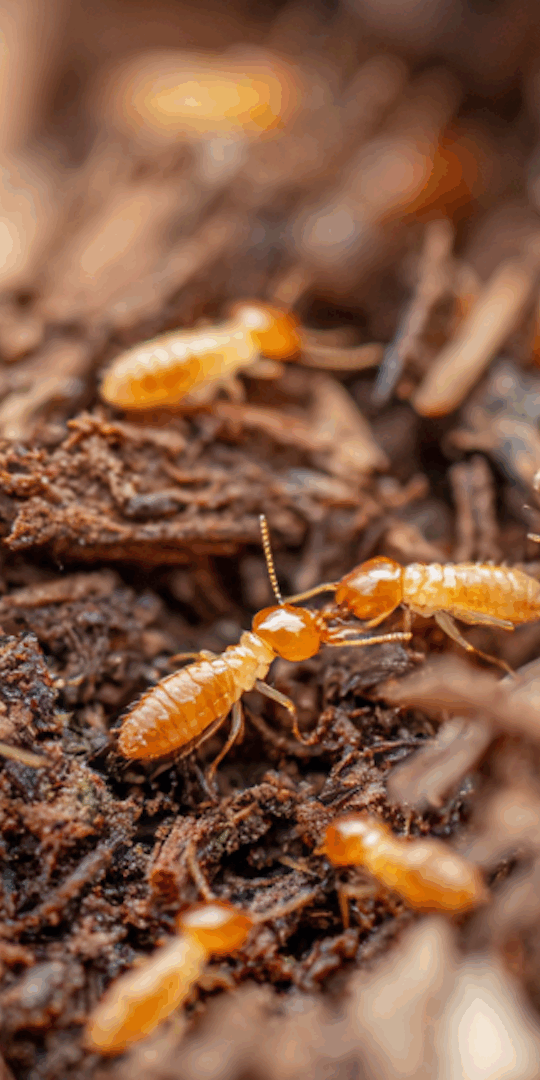 7 Things that Attract Termites to Your House In Pennsylvania