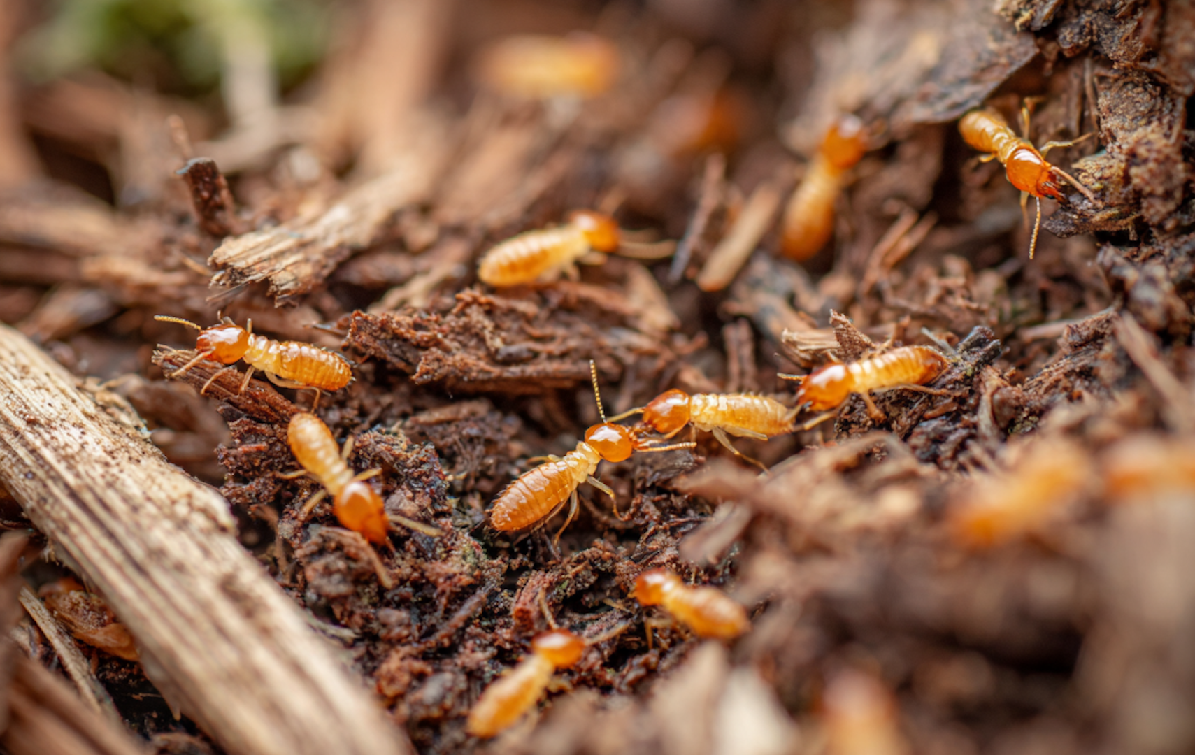 7 Things that Attract Termites to Your House In Pennsylvania