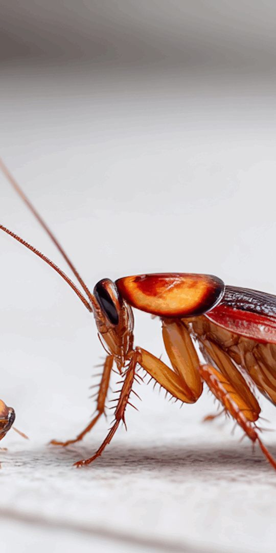 How to Spot and Identify Baby Cockroaches in Pennsylvania