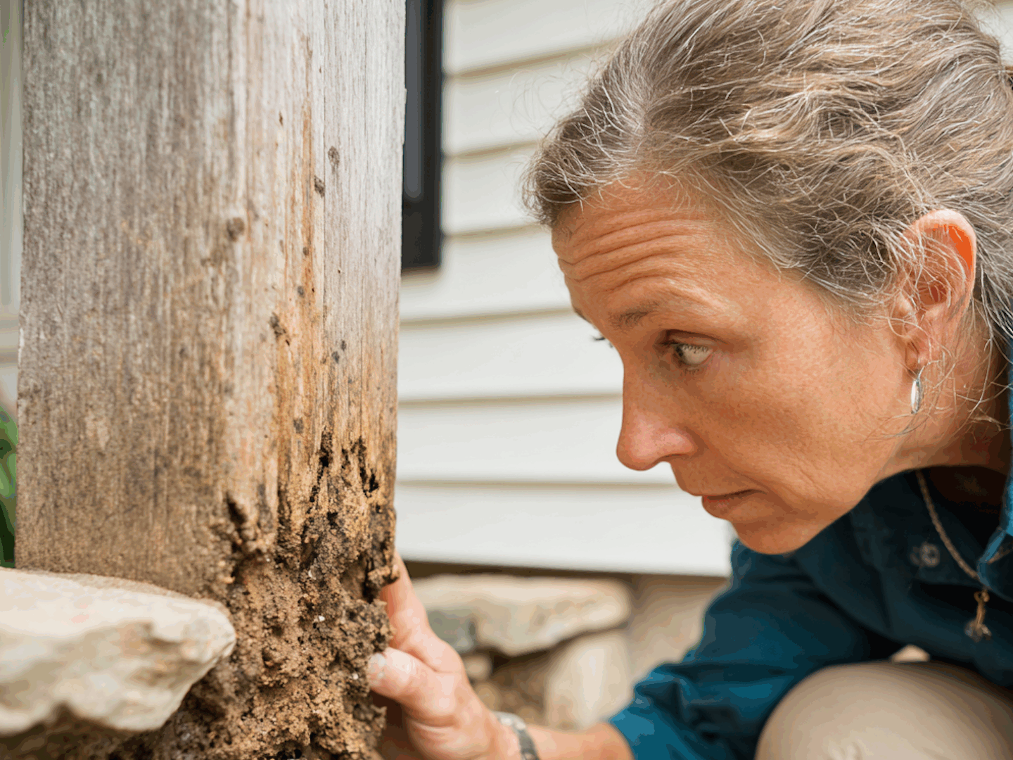 Everything You Need to Know About Termite Inspections in Phoenixville