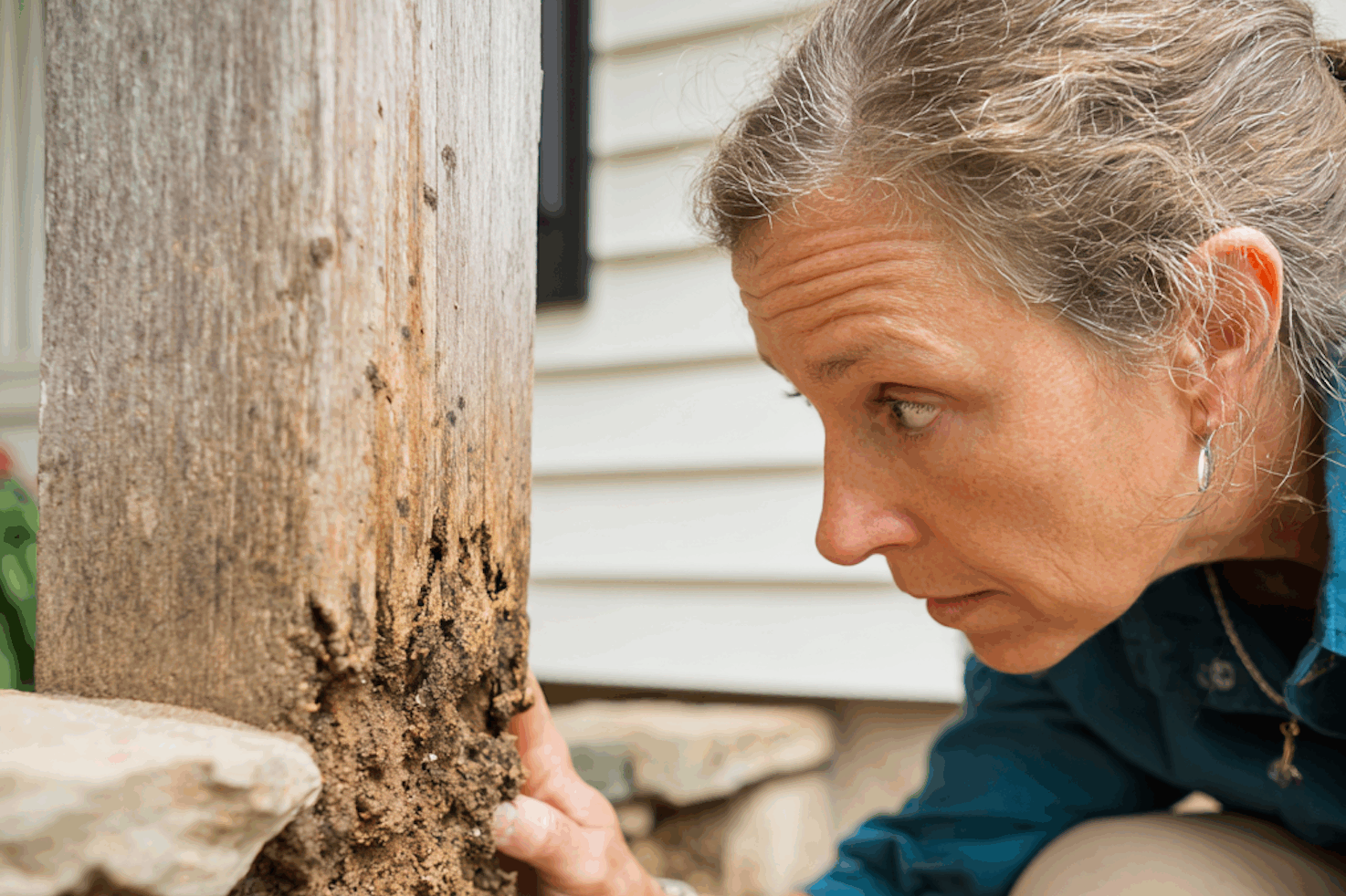 Everything You Need to Know About Termite Inspections in Phoenixville