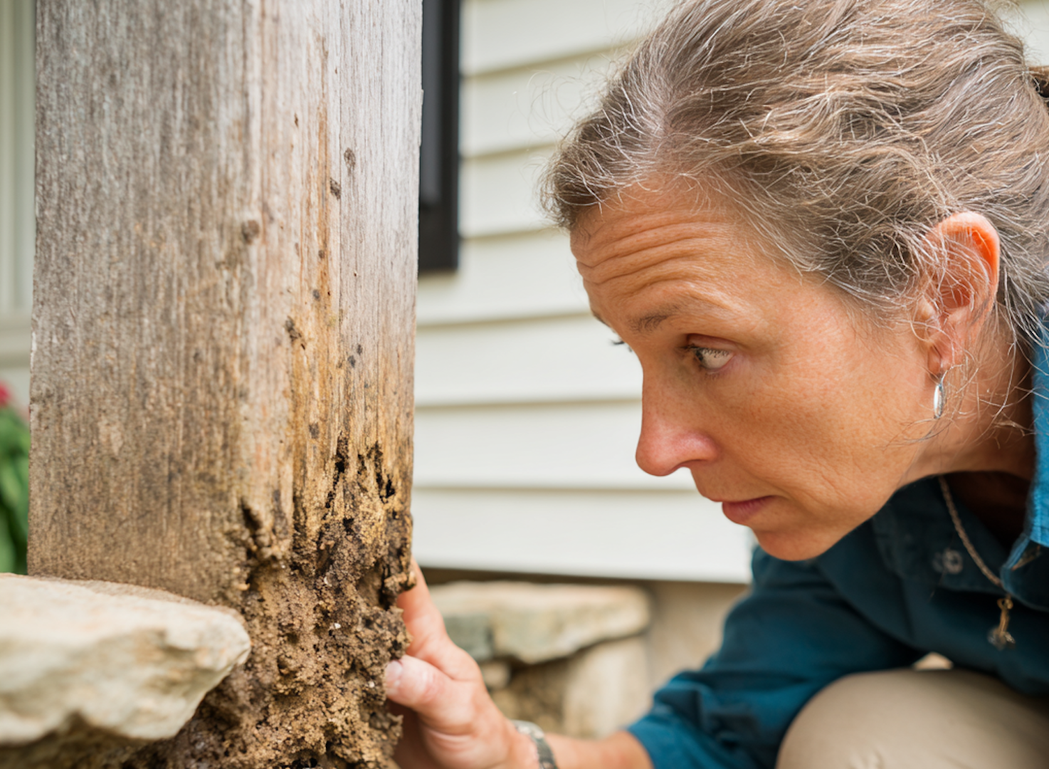 Everything You Need to Know About Termite Inspections in Phoenixville