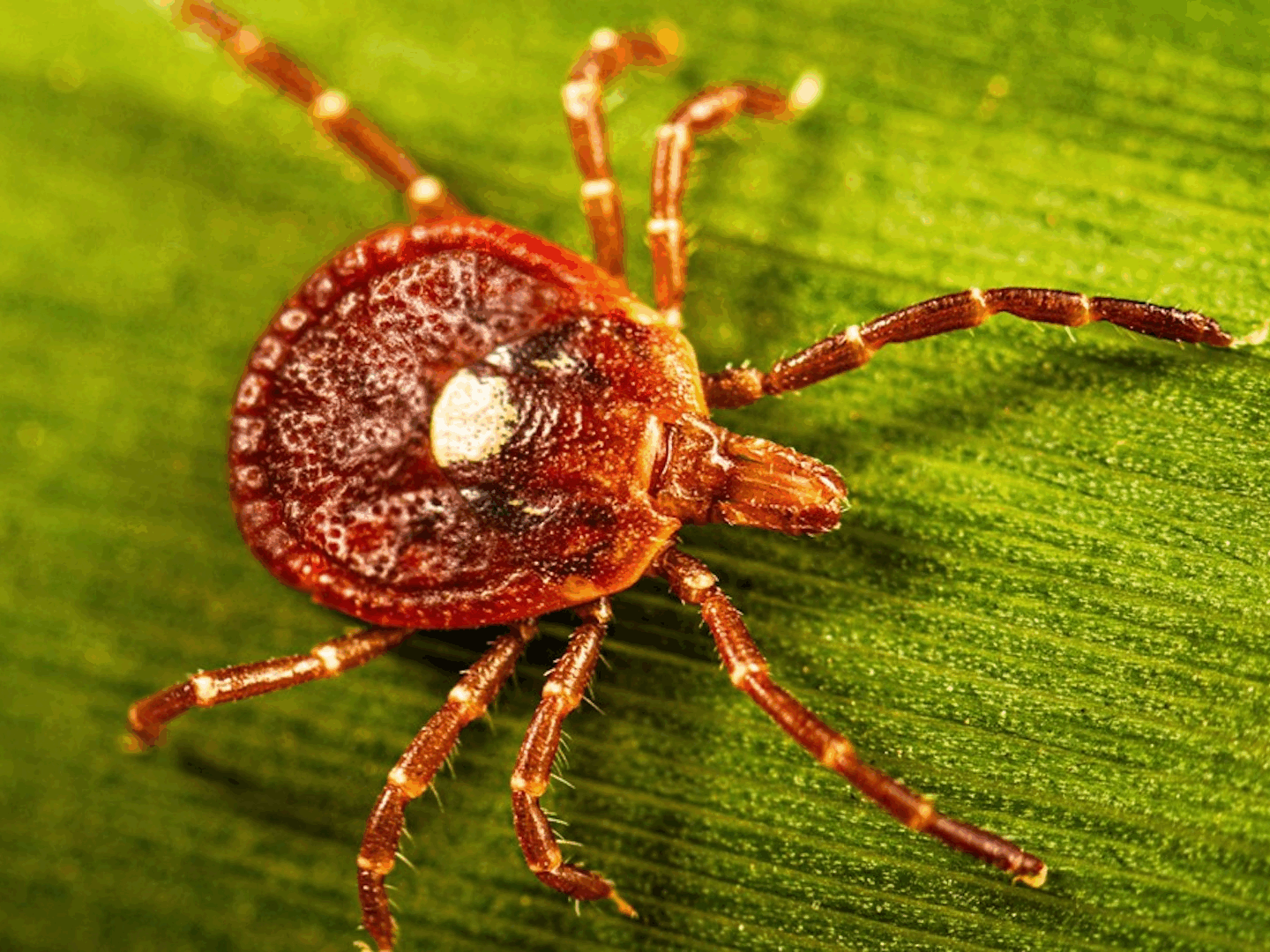 Is the Lone Star Tick in Pennsylvania? How to Avoid Being Bitten