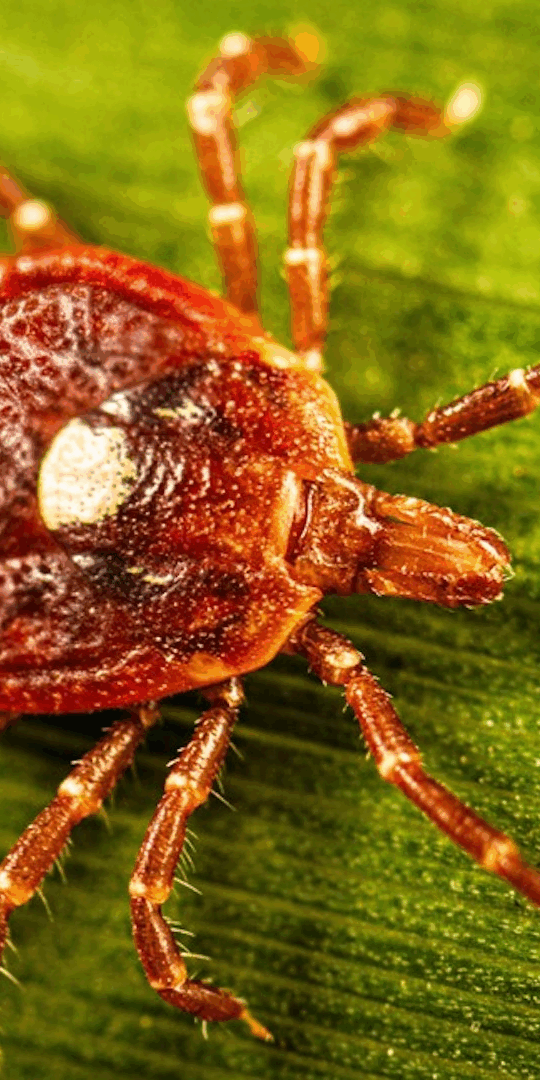 Is the Lone Star Tick in Pennsylvania? How to Avoid Being Bitten
