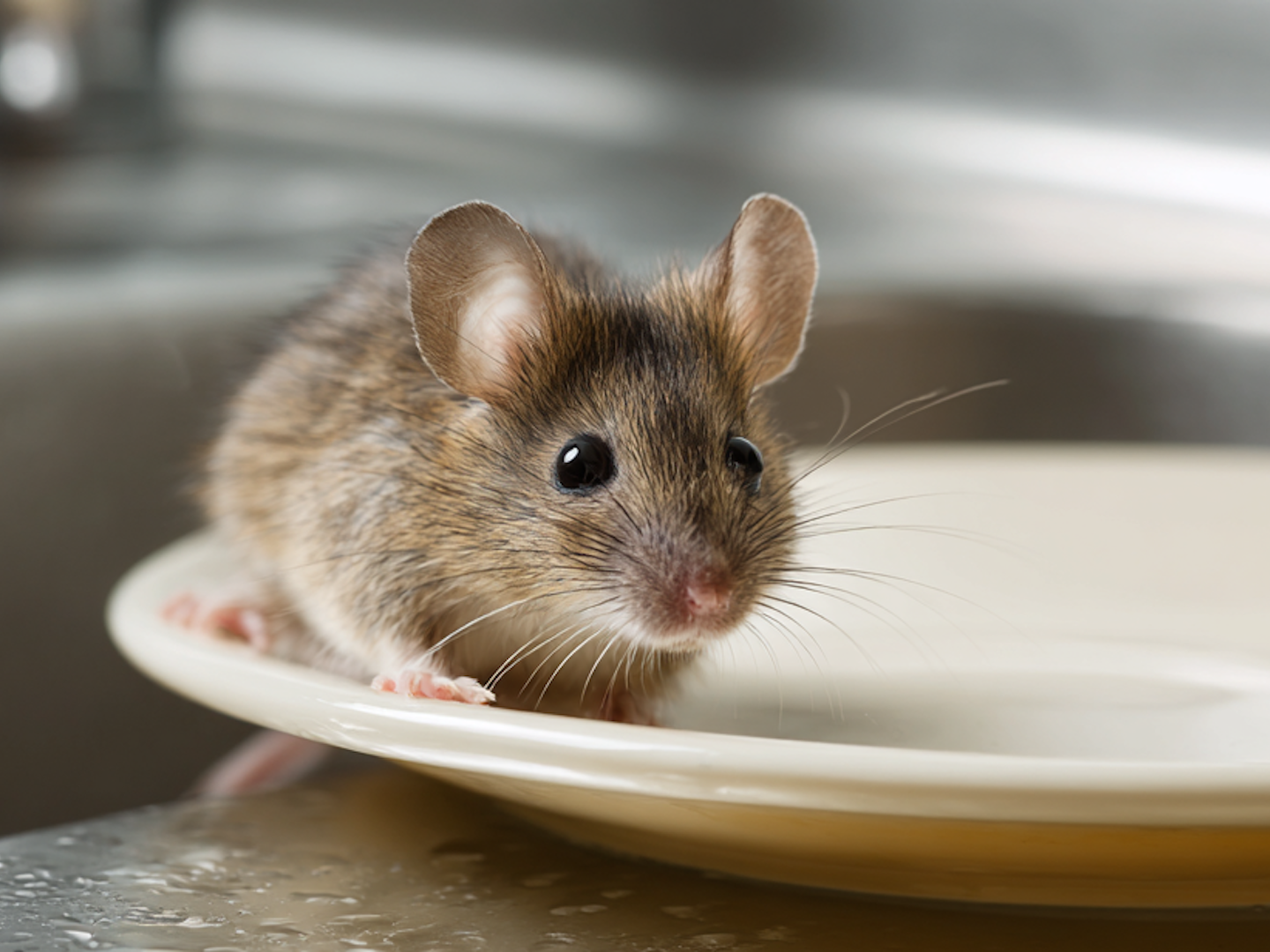 What Do Mice Eat? What Food Attracts Mice to Your Pennsylvania Kitchen