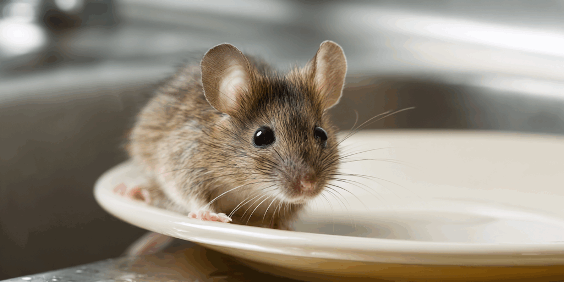 What Do Mice Eat? What Food Attracts Mice to Your Pennsylvania Kitchen