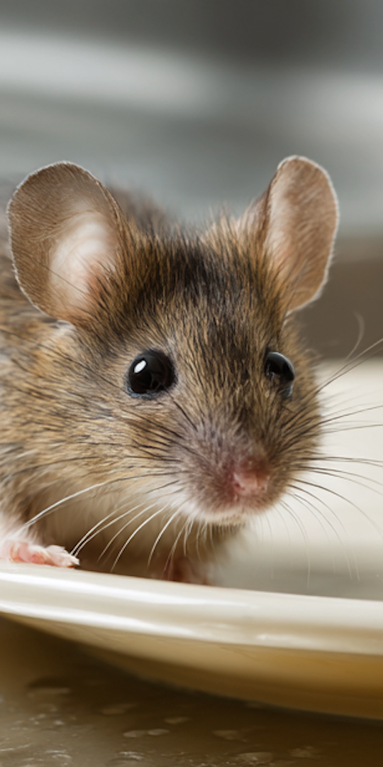 What Do Mice Eat? What Food Attracts Mice to Your Pennsylvania Kitchen